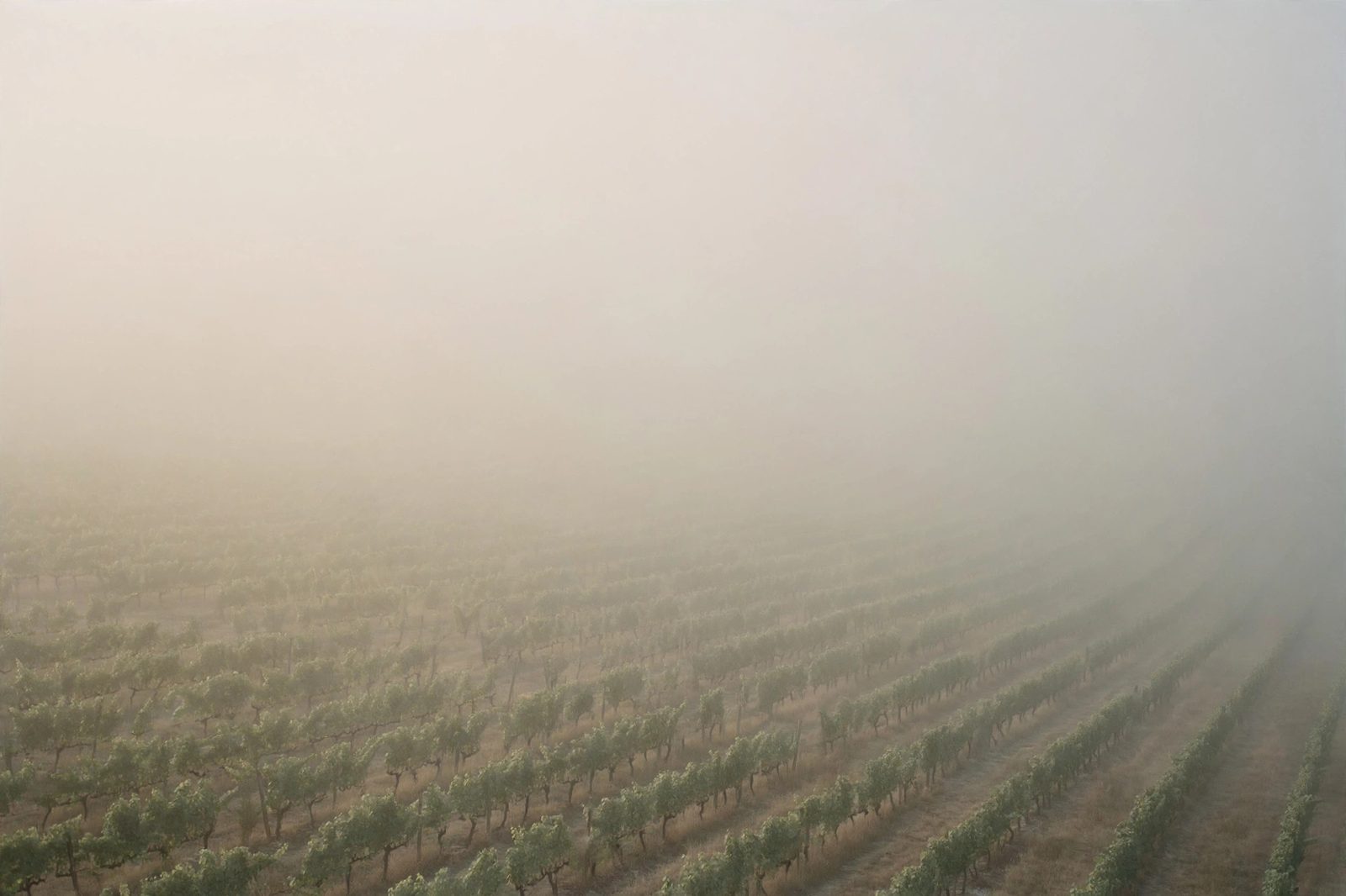 Napa Curator: culture and hospitality editorial image